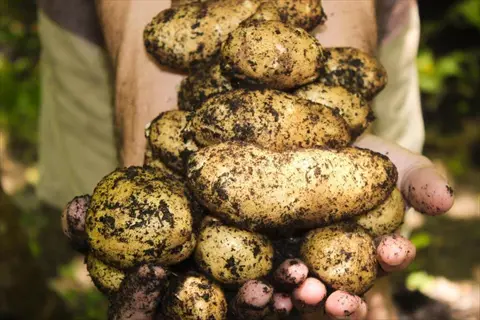 hands holding harvested potatoes soil clinging after garden digging