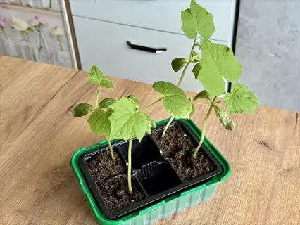 hardening off seedlings in a green tray on a wooden table
