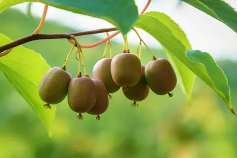 hardy kiwiberry cluster hanging from a leafy vine