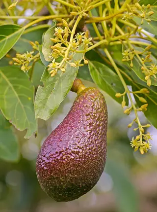 hass avocado tree with a ripe avocado fruit hanging among green leaves and small blossoms