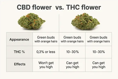 heading cut bud comparison of cbd and thc flower with effects and thc percentages