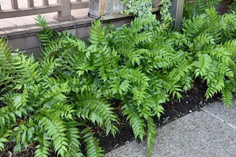 holly fern woodland planting beside a garden walkway