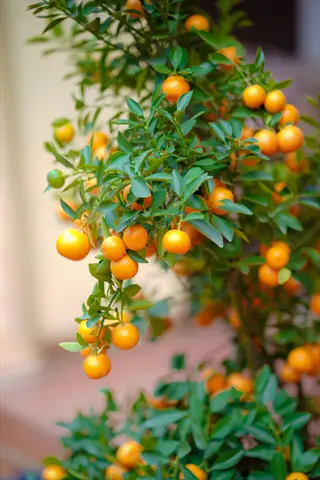 honey murcott tangerine fruit ripening on a leafy citrus tree
