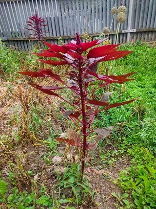 hopi red dye amaranth with vivid burgundy leaves growing in a garden bed