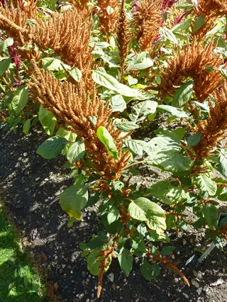 hot biscuits amaranth flower with rust-orange plumes and green leaves in a garden bed
