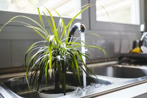 houseplants soaking sink as a potted plant is watered under a kitchen faucet