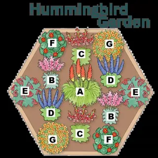 hummingbird garden plan with cat's meow catmint, flowers, and labeled planting zones