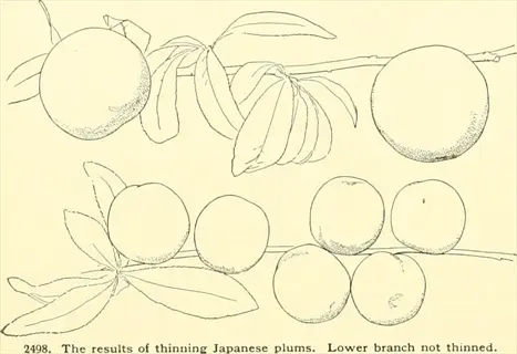 illustration comparing thinning fruit branches with japanese plums and leaves