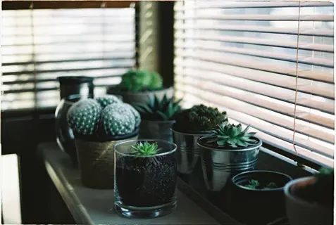 indoor windowsill succulent pot with cacti and small plants beside sunlit blinds