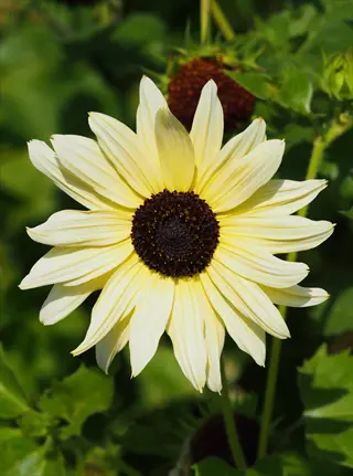 italian white sunflower with pale yellow petals and dark center in green garden foliage