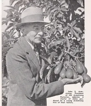 john s. armstrong holding mexicola avocado fruit on a tree in a vintage photo