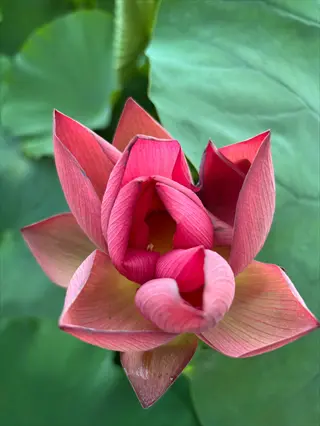 jolt pink magic flowers blooming among green lotus leaves