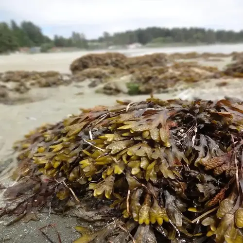kelp fertilizer plants washed onto a sandy beach, with seaweed piles and a blurred shoreline