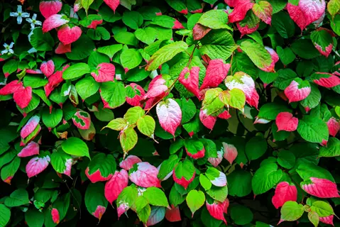 kolomikta variegated leaves in green, pink, and white on a dense vine