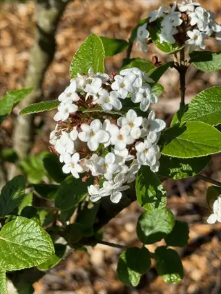 koreanspice viburnum flowers blooming in white clusters among glossy green leaves