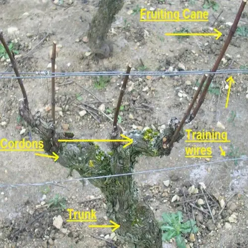 labeled pruning grape vine showing trunk, cordons, fruiting cane, and training wires