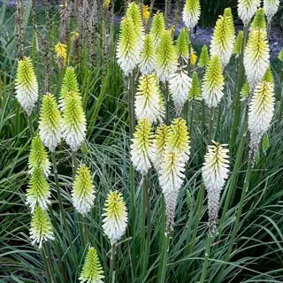 lady luck kniphofia white flowers with green foliage in a garden