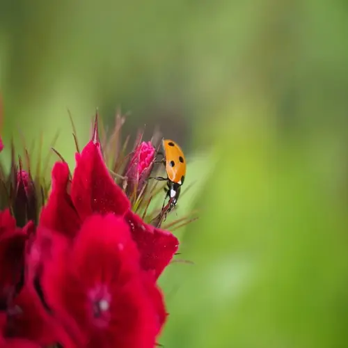 ladybug garden flowers with a spotted ladybug perched on vivid red blooms