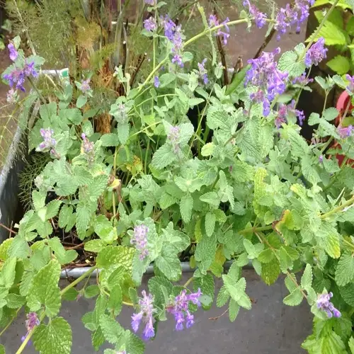 lavender catmint flowers blooming in a leafy garden planter