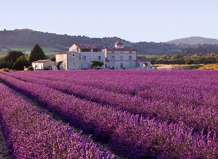 lavender field bloom around a stone farmhouse in the countryside