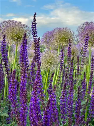 lavender plant bloom with purple spikes among round allium flowers in a garden