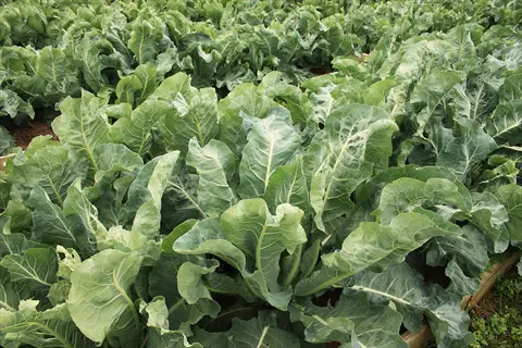 leafy greens vegetable bed with large cabbage-like leaves growing closely in a garden plot
