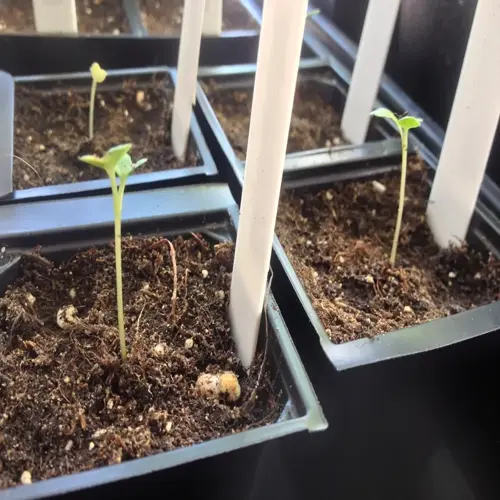 leggy tomato seedlings sprouting in small pots under white plant labels
