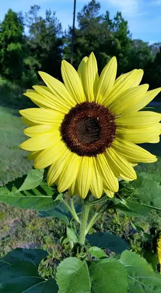lemon queen sunflower blooming in a sunny garden with green leaves
