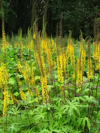 ligularia przewalskii with yellow flower spikes and lobed green leaves in a woodland garden