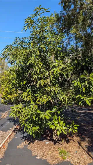 lila avocado tree growing outdoors in a landscaped garden on a sunny day