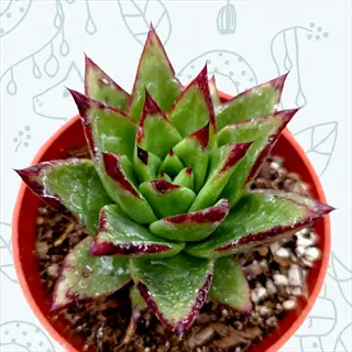 lipstick sempervivum red green succulent in orange pot