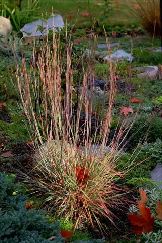 little bluestem grass clump with copper stems in a garden bed with fallen leaves