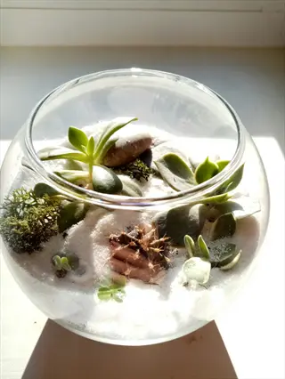 low bowl succulent arrangement in a clear glass terrarium with white sand and small stones