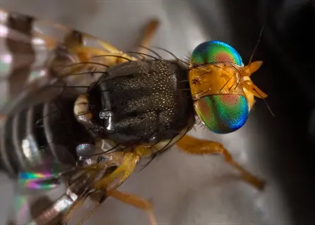 macro close-up of a cherry fruit fly with colorful eyes and translucent wings