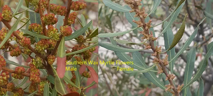 male and female southern wax myrtle flowers on leafy branches