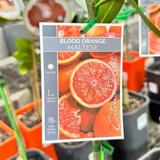 maltese blood orange plant tag hanging on a citrus tree