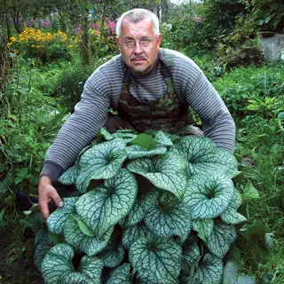 man holding brunnera alexander great plants with large silver-veined leaves in a garden