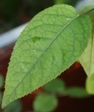 manganese deficiency plant leaf with yellow-green interveinal chlorosis and dark veins