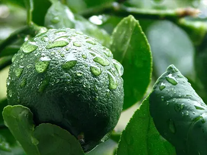 meyer lemon tree with green fruit and glossy leaves covered in raindrops