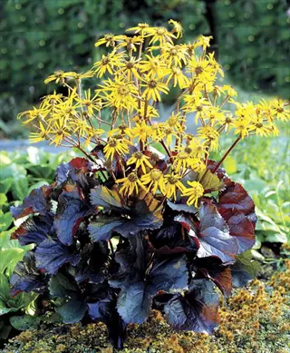 midnight lady ligularia with yellow daisy-like flowers and glossy dark purple leaves in a garden