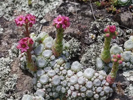miniature cobweb sempervivum mat with pink blooms on rocky ground