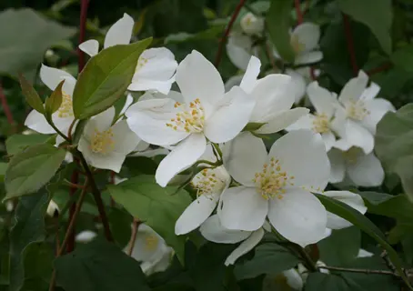 mockorange white flowers blooming among green leaves