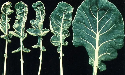 molybdenum deficiency brassica leaf symptoms on stunted, curled green leaves