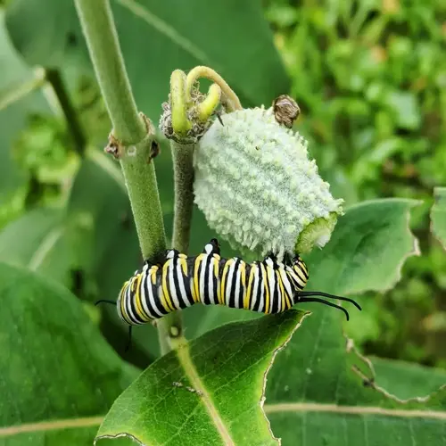 monarch caterpillar milkweed leaf with a green seed pod in a garden
