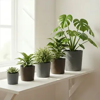 monstera houseplant pot with assorted potted plants on a sunny windowsill