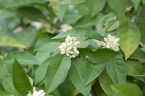 moro blood orange tree with glossy green leaves and white blossoms