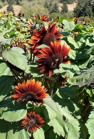 moulin rouge sunflower blooms with deep red petals in a sunny garden