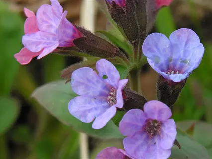 mrs moon lungwort flowers with purple and pink blooms among green leaves