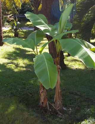musa basjoo plant with broad green banana leaves growing in a sunny garden