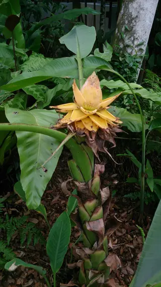 musa oriental dwarf banana plant with yellow flower in a lush tropical garden